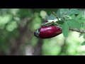 அழிந்து வரும் பொன்வண்டு இனம் jewel beetles explin in tamil uzhavan magan