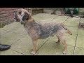 Dog Breed Video: Border Terrier