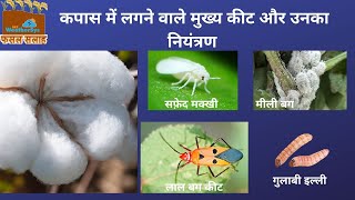 कपास के मुख्य कीट और उनका नियंत्रण | Major pests of cotton