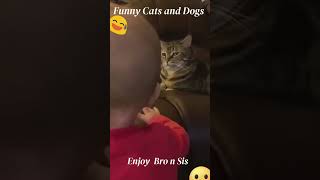 best funny cats and dogs videos 2023 2 #shorts #funny #shortsyoutube
