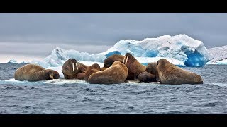 FRANZ JOSEF LAND, Apollonov Island : Amazing Planet