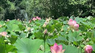 Thaum I : Loj Leeb (Beautiful Lotus Flowers Pool William Land Park Sacramento, California)