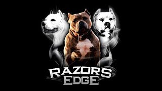 THE HISTORY OF THE RAZORS EDGE PIT BULL - AMERICAN BULLY BLOODLINE