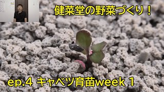 健菜堂の野菜づくり！ep.4 キャベツ育苗week 1