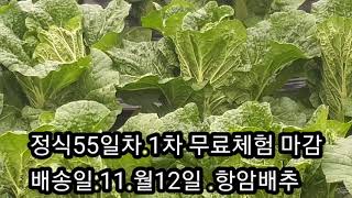 김장배추(55일차) 거름.영양제보다 중요한것이 \