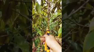 Cara Pruning Pohon DURIAN Musang King #durian #buah #fruit