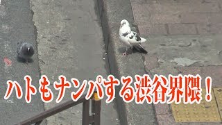 渋谷駅前でナンパ？猛アタックしてるハト！