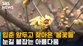 입춘 앞두고 꽃망울 터뜨린 '봄꽃들'…눈길 붙잡는 풍경 / SBS