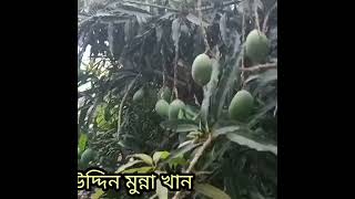 গ্রাম বাংলার সৌন্দর্য একটি মাত্র মাধ্যম সবুজ আম গাছ