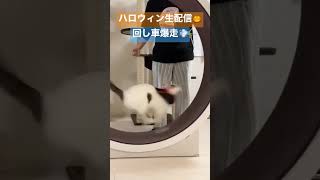 生配信で仮装しながらも爆走を見せてくれる猫！ #shorts