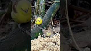 Sudan Golden Sparrow | Aviary Birds | Bird Sounds