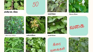 50 வகை கீரை வகைகளின் பெயர்கள் | 50 Spinach names in Tamil | 50  keerai vagaigal names