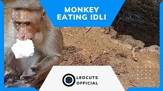 Monkey Eating Idli 🐒| Cute Monkey Eating Waste Food