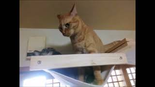 壁上ハウスで陣取りバトル再開　#猫動画　#猫パンチ　#猫バトル　#茶トラ