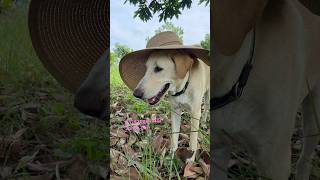 นางแบบของเรา#doglover #petowner #farming #farmingth #โคกหนองนาโมเดล #dogowner