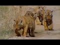 Cute Baby Tiger Cubs and Population Tracking | Battle to Save the Tiger| BBC Studios