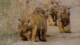 Cute Baby Tiger Cubs and Population Tracking | Battle to Save the Tiger| BBC Studios