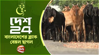 বাংলাদেশের ব্ল্যাক বেঙ্গল ছাগল | ঈদ স্পেশাল দেশ 24 | Eid Special Desh 24 | EP-04 | 20 June 2024