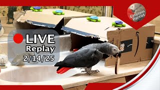 Einstein Parrot Live 2/14/25