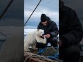 curious baby polar bear fed by fishermen on arctic boat animals polarbear wildliferescue