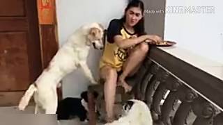 Beautiful girl playing with dogs Beautiful girl playing with dogs