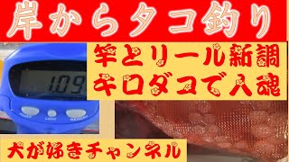 おいしいを求める犬がすきチャンネル。高級食材ゲット！８月１9日の堤防からタコ釣りをしました。キロたこゲット！新調した竿とリールを１ｋｇ超えのタコで入魂！