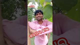 ଏ ବନର ଛାଇ #viralvideo #hitsong #trending #love #ytshorts #newvideo #odia #nilamanibeheraonline