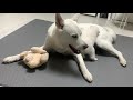 how jindo dogs treat baby dogs