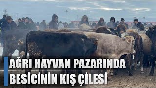 Besici Dondurucu Soğukta Hayvan Pazarında! / AGRO TV HABER