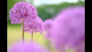 国営滝野すずらん丘陵公園　アリウム開花(タイムラプス)