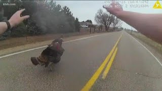 Idaho Life: Ada County sheriff's deputy has hilarious run-in with trio of turkeys