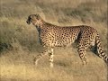 national geographic 1999 a cheetah story documentary