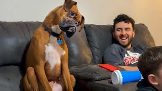 Goofy Boxer Dogs That Will Surely Get You A Laugh - Funny Dog videos