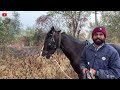 ગજાવરના ઠેકડા 😀 jay sakariya horse video horses horse trainer marwari horse horse lover