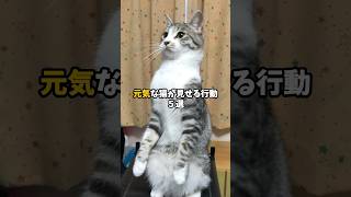 元気な猫が見せる行動5選 #猫 #ねこ #保護猫 #猫のいる暮らし #猫のいる生活 #雑学 #猫動画 #猫好きさんと繋がりたい #猫好き #猫との暮らし #ねこの気持ち VOICEVOX:青山龍星