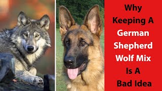 German Shepherd Wolf Mix: Why Keeping This Mix a Bad Idea