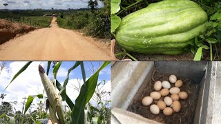 FUI NA CHÁCARA DO MEU SOGRO FAZER ALGUMAS COLHEITAS🌽🌽🥚....muita fartura, não dá nem pra acreditar😱