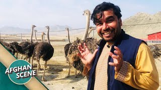 Afghan Scene - Largest Ostrich Farm in Kabul | افغان سین -  دیدار از بزرگترین فارم شتر مرغ در کابل