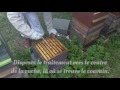 tuto traiter votre ruche contre le varroa