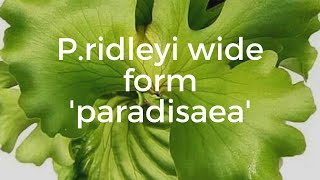 P.ridleyi wide form 'paradisaea' ビカクシダリドレイワイドフォームパラダイス