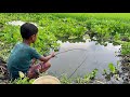 Fishing Video ✅️|| catching koi fish by rod ~ Traditional hook fishing in the village canal 🥰🥰