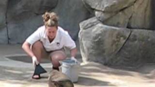 Harbor Seal Training Session