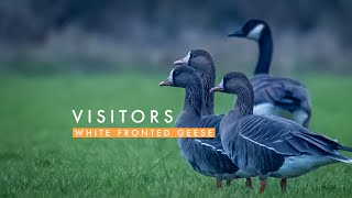 White Fronted Geese | HD Nature and Wildlife