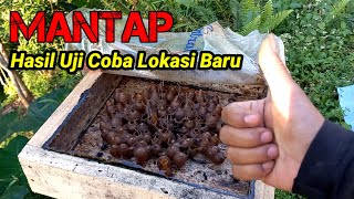 hasil uji coba lokasi baru , lebah trigona itama.#lebah #bee #kelulut #trigona