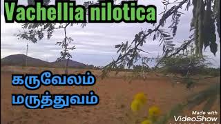 கருவேலம் மருத்துவம் | Vachellia nilotica | benefits of karuvelam maram.