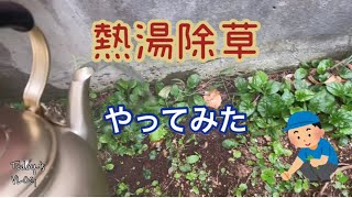 【熱湯除草】雑草に熱湯をかけてみた