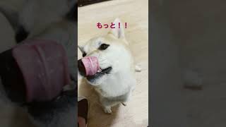 耳を開いて撫でられる準備する柴犬ひな🐕