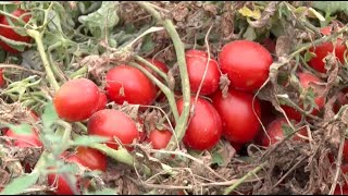 Xinjiang's Bohu County: Human-machine collaboration leads to tomato harvest