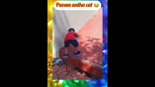 #cat funny#video#pavam antha cat😂#