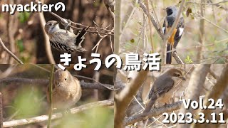 nyackierの今日の鳥活 Vol.24　2023年3月11日　東京のとある山 \u0026 いつものビオトープで野鳥観察